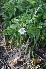 Anemonoides nemorosa