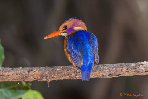 African Pygmy Kingfisher