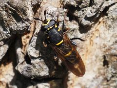 Sphiximorpha subsessilis