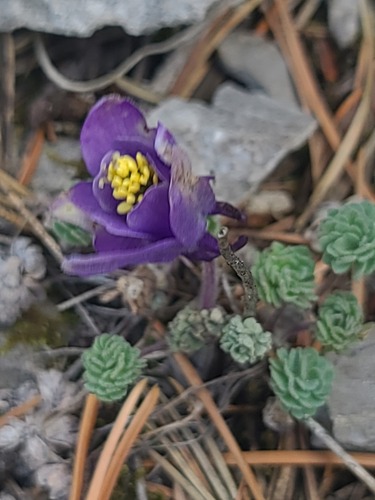 Aquilegia jonesii, photograph 1