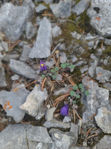 Aquilegia jonesii, photograph 2
