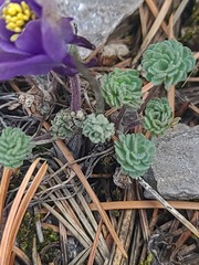 Aquilegia jonesii, photograph author not stated, no rights reserved