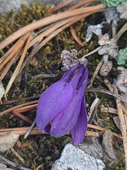 Aquilegia jonesii, photograph author not stated, no rights reserved