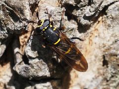 Sphiximorpha subsessilis