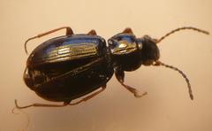 Bembidion obtusum