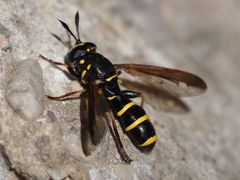 Sphiximorpha subsessilis