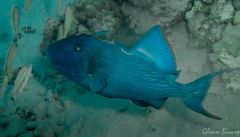 Pseudobalistes fuscus