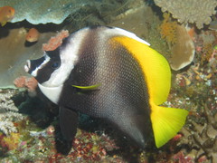 Heniochus singularius