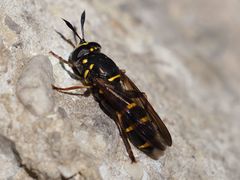 Sphiximorpha subsessilis