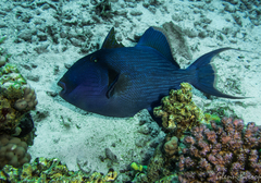 Pseudobalistes fuscus