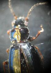 Bembidion obtusum
