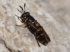 Sphiximorpha subsessilis