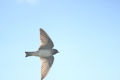 Cliff Swallow