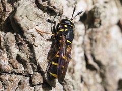 Sphiximorpha subsessilis