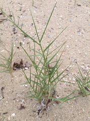 Phragmites mauritianus