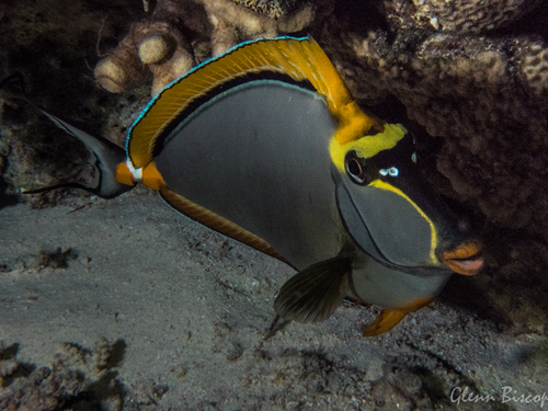 Elegant Unicornfish