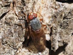 Brachyopa maculipennis