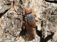 Brachyopa maculipennis