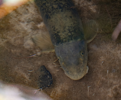 Bluehead sucker (Catostomus discobolus) — Catostomidae — 3