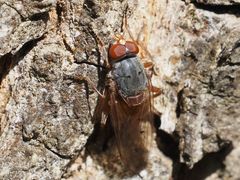 Brachyopa maculipennis