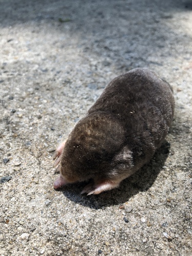 Eastern Mole, photo 4 of 8
