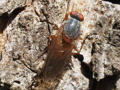 Brachyopa maculipennis