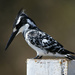 Pied Kingfisher - Photo (c) bathyporeia, some rights reserved (CC BY-NC-SA)