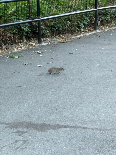 Rat photographed near here on 2026-06-16