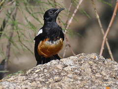 Thamnolaea cinnamomeiventris