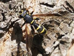 Sphiximorpha subsessilis