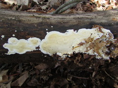 Oligoporus