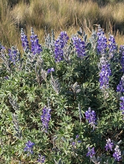 Lupinus pubescens, photograph (c) Emma Oxford, some rights reserved (CC BY)