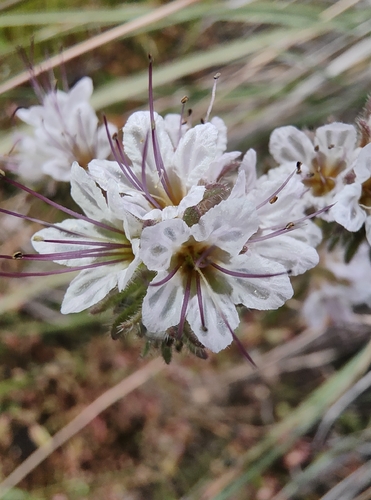 Phacelia mohavensis, 2026-06-08