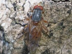 Brachyopa maculipennis