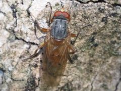 Brachyopa maculipennis