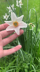 Narcissus poeticus