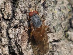 Brachyopa maculipennis