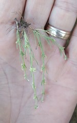 Pectocarya linearis ferocula