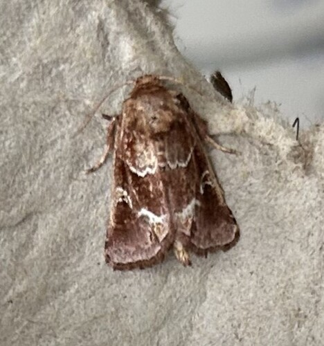 Chocolate Moth