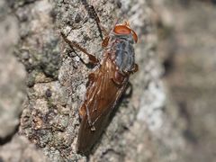 Brachyopa maculipennis