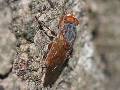 Brachyopa maculipennis