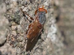 Brachyopa maculipennis