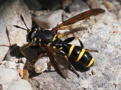 Sphiximorpha subsessilis