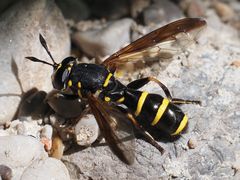 Sphiximorpha subsessilis