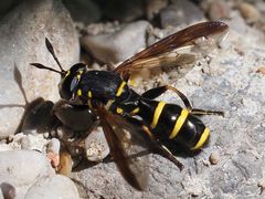 Sphiximorpha subsessilis