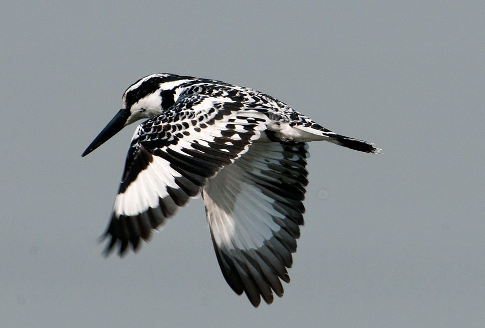 Pied Kingfisher