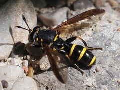 Sphiximorpha subsessilis