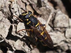 Sphiximorpha subsessilis