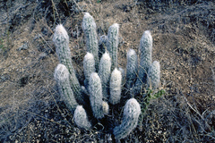 Oreocereus doelzianus
