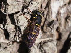 Sphiximorpha subsessilis